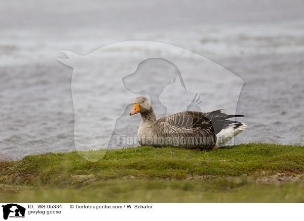 Graugans / greylag goose / WS-05334