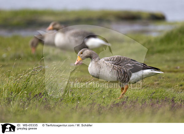 Graugnse / greylag geese / WS-05335