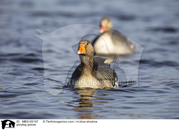 Graugnse / greylag geese / MBS-09197