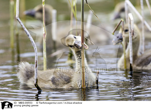 junge Graugnse / young greylag geese / MBS-09553