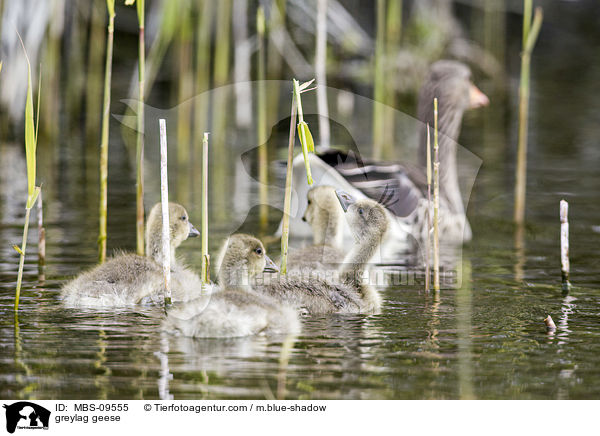 Graugnse / greylag geese / MBS-09555