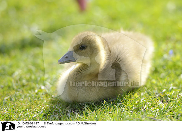 junge Graugans / young greylag goose / DMS-08187