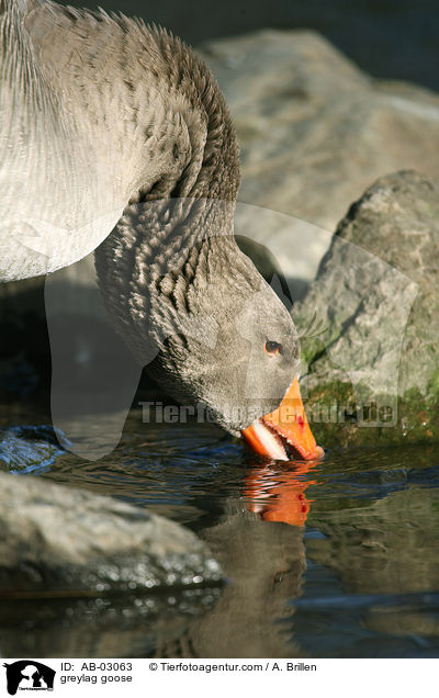 Graugans / greylag goose / AB-03063