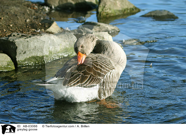 Graugans / greylag goose / AB-03066