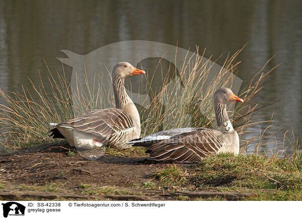 greylag geese / SS-42338