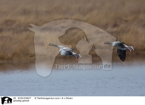 greylag geese / AVD-03827