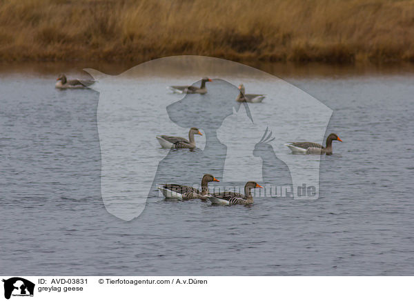 greylag geese / AVD-03831