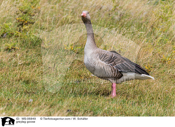 greylag goose / WS-06849