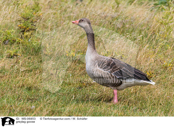 Graugans / greylag goose / WS-06853