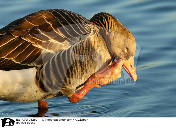 Graugans / greylag goose / AVD-04282