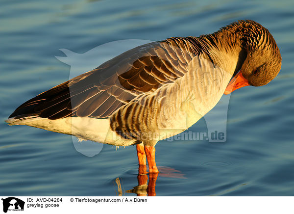 Graugans / greylag goose / AVD-04284