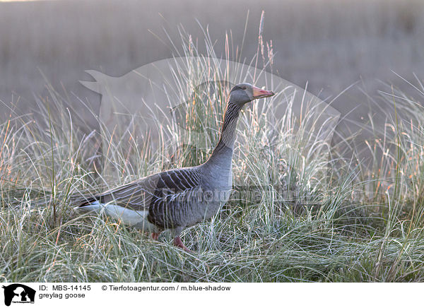greylag goose / MBS-14145