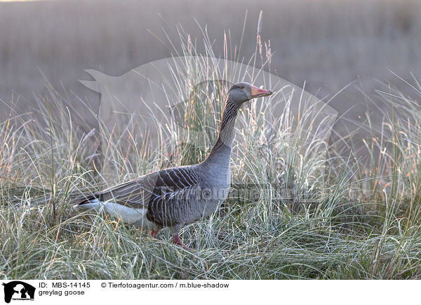 Graugans / greylag goose / MBS-14145