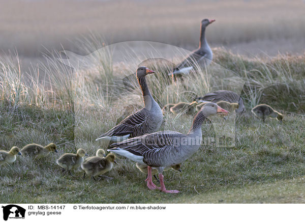 Graugnse / greylag geese / MBS-14147