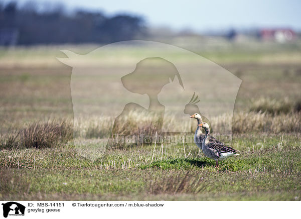 Graugnse / greylag geese / MBS-14151