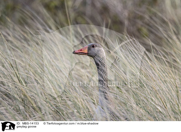 Graugans / greylag goose / MBS-14153