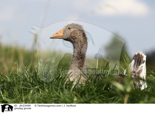 Graugans / greylag goose / JH-23456