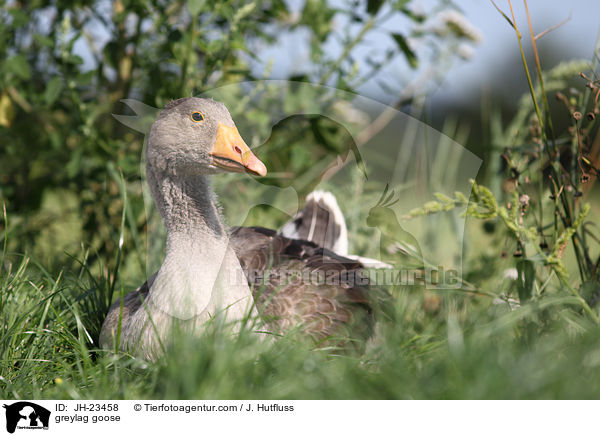 Graugans / greylag goose / JH-23458