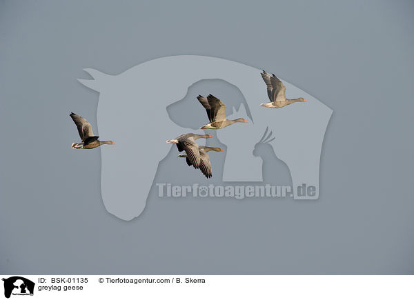 Graugnse / greylag geese / BSK-01135