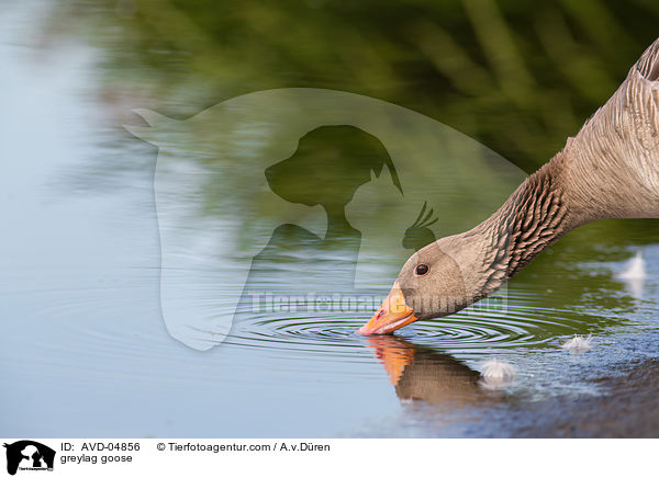 Graugans / greylag goose / AVD-04856