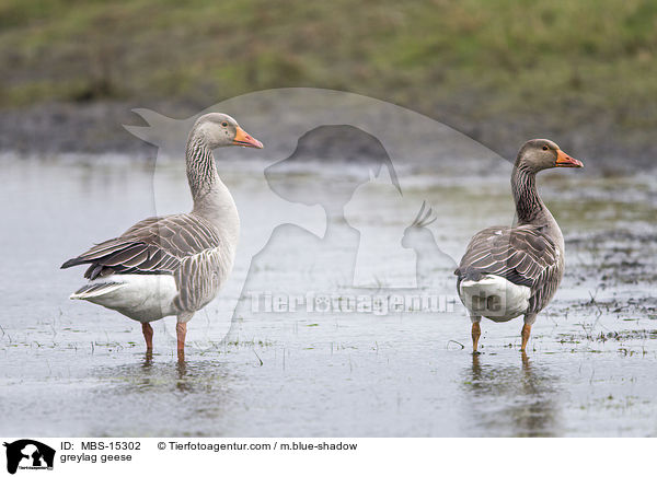 Graugnse / greylag geese / MBS-15302