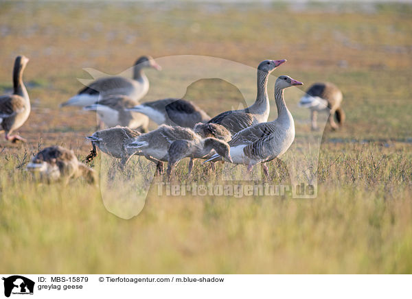 Graugnse / greylag geese / MBS-15879