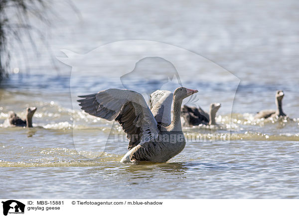 Graugnse / greylag geese / MBS-15881