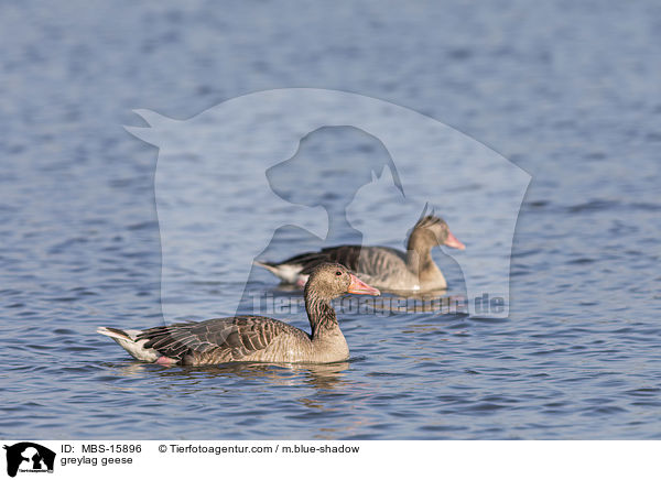 Graugnse / greylag geese / MBS-15896