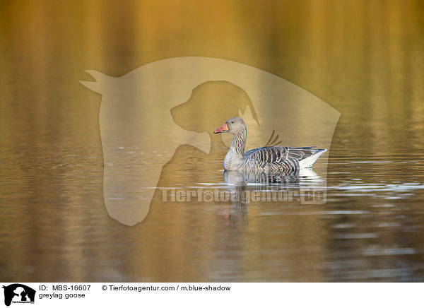 Graugans / greylag goose / MBS-16607