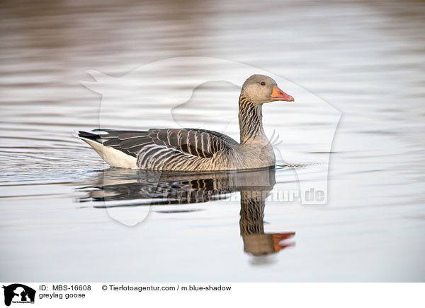 Graugans / greylag goose / MBS-16608