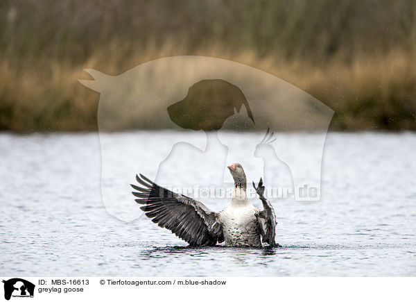 Graugans / greylag goose / MBS-16613