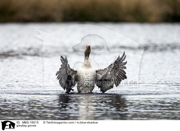 Graugans / greylag goose / MBS-16615