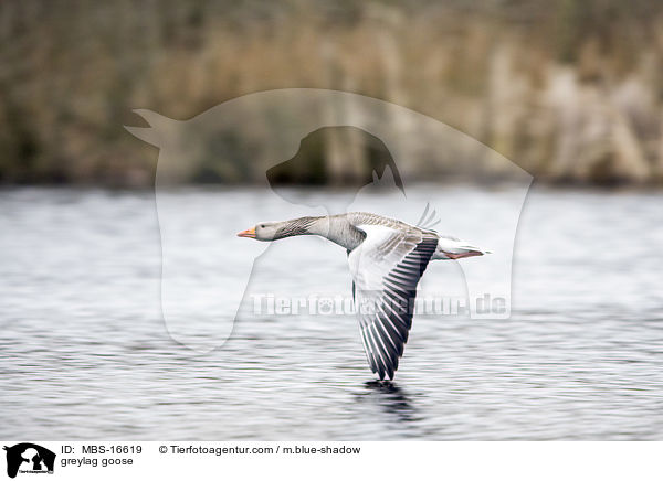 Graugans / greylag goose / MBS-16619