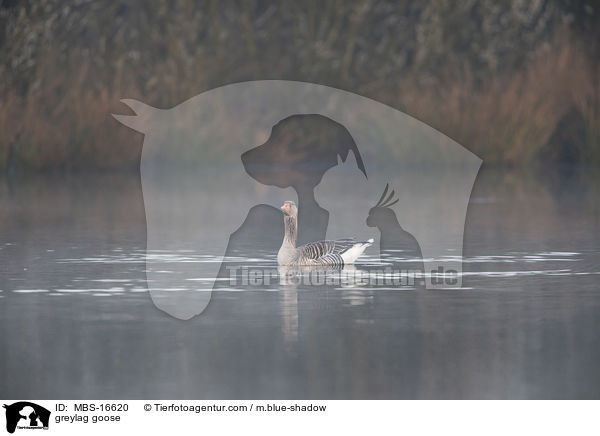 greylag goose / MBS-16620