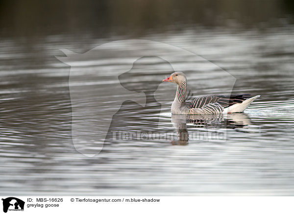 Graugans / greylag goose / MBS-16626