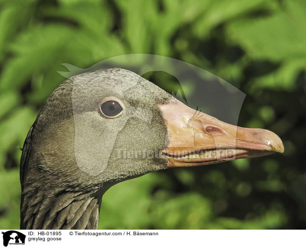 greylag goose / HB-01895