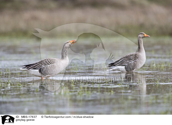 Graugnse / greylag geese / MBS-17637