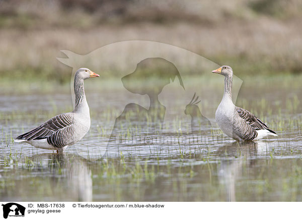 Graugnse / greylag geese / MBS-17638