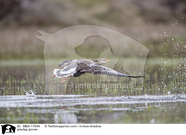 Graugans / greylag goose / MBS-17646