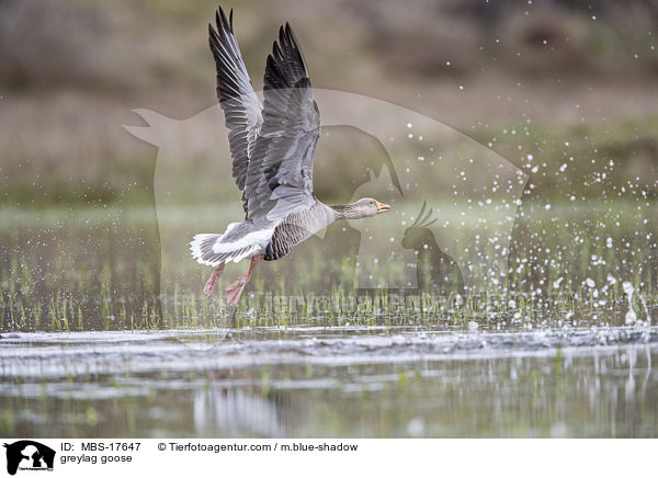 Graugans / greylag goose / MBS-17647