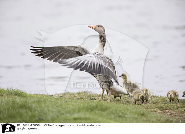 Graugnse / greylag geese / MBS-17650