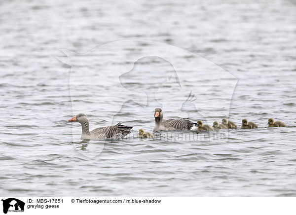 Graugnse / greylag geese / MBS-17651