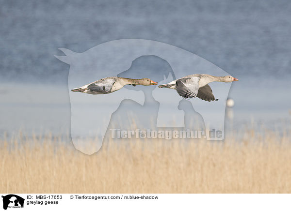 greylag geese / MBS-17653