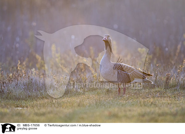 Graugans / greylag goose / MBS-17656