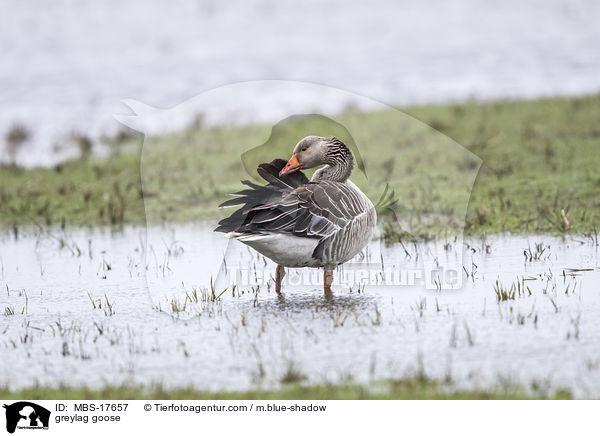 Graugans / greylag goose / MBS-17657