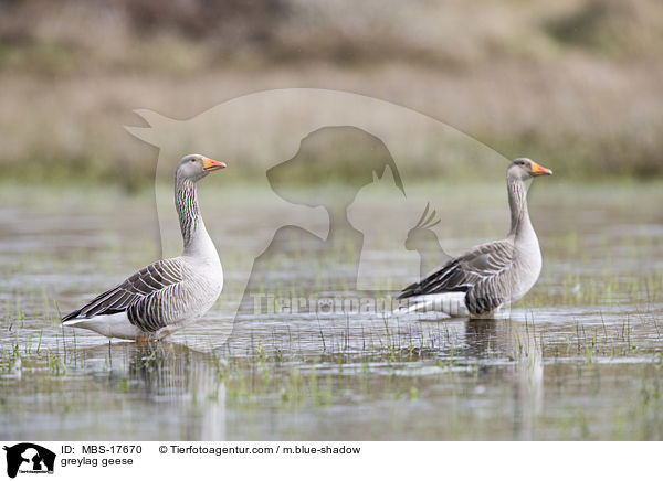 greylag geese / MBS-17670