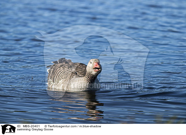 swimming Greylag Goose / MBS-20401