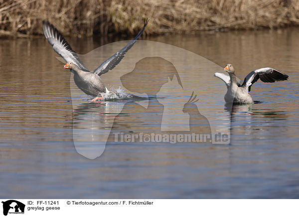 Graugnse / greylag geese / FF-11241
