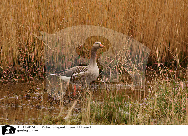 Graugans / greylag goose / HL-01546