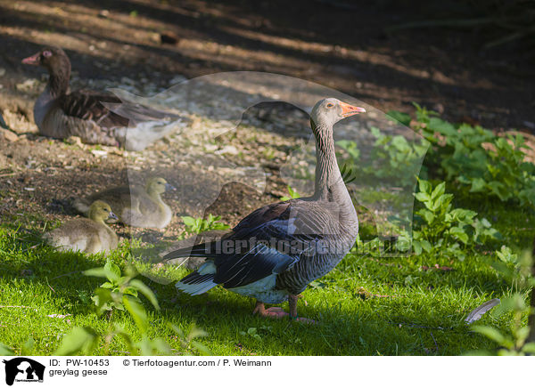 Graugnse / greylag geese / PW-10453